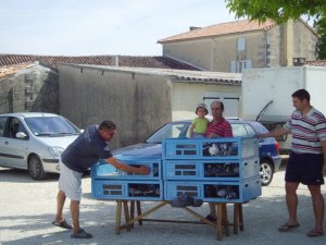 lacher les pigeons